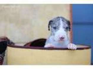 Great Dane Puppy for sale in Lake Elsinore, CA, USA