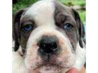 Alapaha Blue Blood Bulldog Puppy for sale in Unknown, , USA