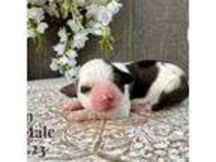Mutt Puppy for sale in Plantersville, TX, USA