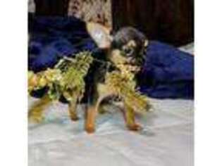 Chihuahua Puppy for sale in Weatherford, TX, USA