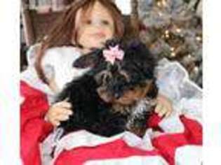 Yorkshire Terrier Puppy for sale in Ligonier, PA, USA