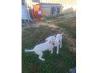 Dogo Argentino Puppy for sale in Strawberry, AR, USA