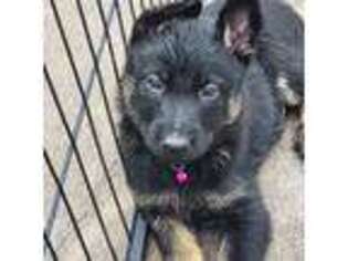 German Shepherd Dog Puppy for sale in Eau Claire, WI, USA
