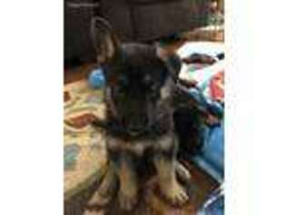 German Shepherd Dog Puppy for sale in Savoy, TX, USA