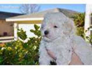 Mutt Puppy for sale in Clearlake, CA, USA