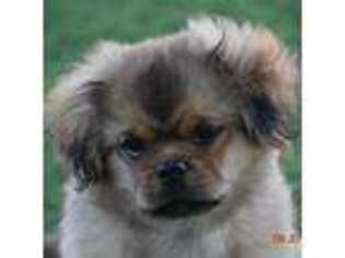 Tibetan Spaniel Puppy for sale in Elizabeth, CO, USA
