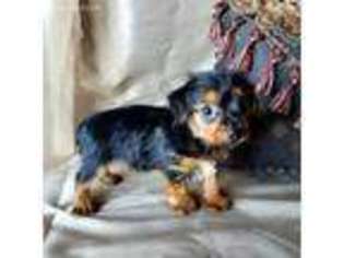 Yorkshire Terrier Puppy for sale in Clarksville, TX, USA
