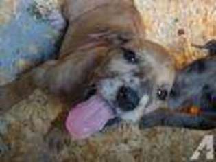 Great Dane Puppy for sale in HAZLEHURST, GA, USA