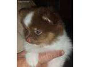 Pomeranian Puppy for sale in Gloucester, VA, USA