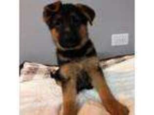 German Shepherd Dog Puppy for sale in South Elgin, IL, USA