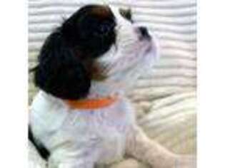 Cavalier King Charles Spaniel Puppy for sale in Rowlett, TX, USA