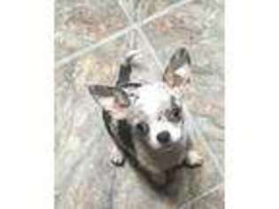 Chihuahua Puppy for sale in Spencerville, IN, USA