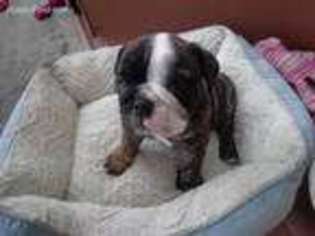 Bulldog Puppy for sale in Douglassville, PA, USA