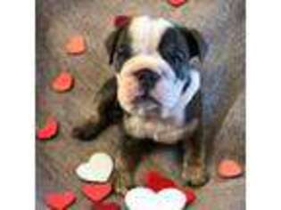 Bulldog Puppy for sale in Sterling Heights, MI, USA