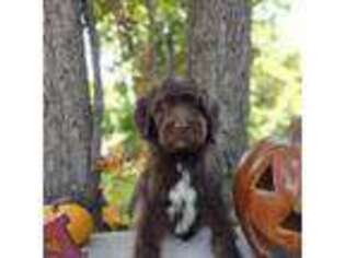 Newfoundland Puppy for sale in Greeneville, TN, USA