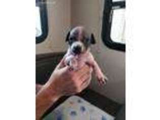 American Hairless Terrier Puppy for sale in Billings, MT, USA
