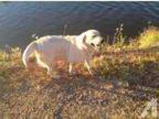 Labrador Retriever Puppy for sale in WHEATLAND, CA, USA