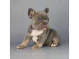 French Bulldog Puppy for sale in Skiatook, OK, USA