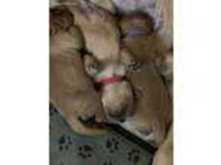 Golden Retriever Puppy for sale in Boerne, TX, USA