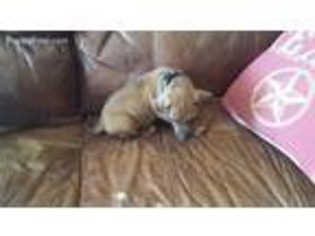 Rhodesian Ridgeback Puppy for sale in Van Alstyne, TX, USA