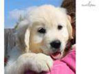 Mutt Puppy for sale in Texarkana, AR, USA