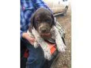 German Shorthaired Pointer Puppy for sale in Montrose, CO, USA