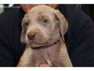 Weimaraner Puppy for sale in Shelbyville, IN, USA