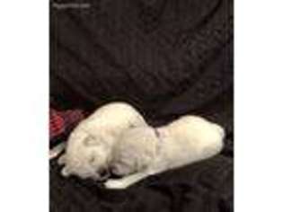 Mutt Puppy for sale in Hawkeye, IA, USA