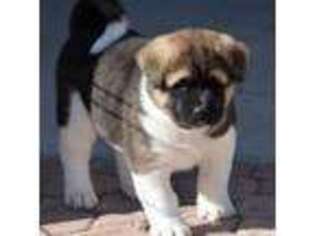 Akita Puppy for sale in Brentwood, CA, USA