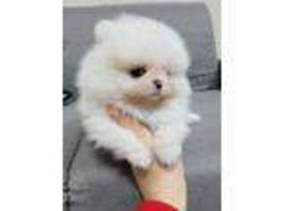 Pomeranian Puppy for sale in Edgewater, NJ, USA