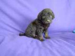 Labradoodle Puppy for sale in Lyndonville, NY, USA