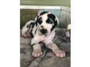 Great Dane Puppy for sale in Wauchula, FL, USA