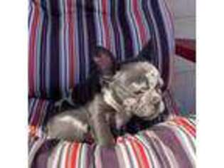 French Bulldog Puppy for sale in Pleasant Grove, AL, USA