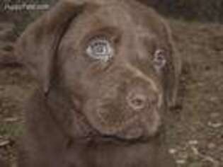 Labrador Retriever Puppy for sale in Free Union, VA, USA