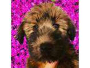 Soft Coated Wheaten Terrier Puppy for sale in Port Charlotte, FL, USA