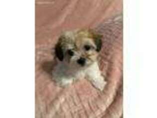 Havanese Puppy for sale in Napoleon, OH, USA