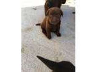Labrador Retriever Puppy for sale in Benson, NC, USA