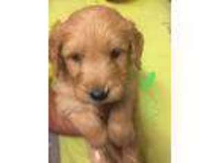 Goldendoodle Puppy for sale in Sullivan, OH, USA