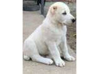 Mutt Puppy for sale in Metairie, LA, USA