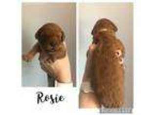 Goldendoodle Puppy for sale in Portland, TN, USA