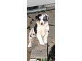 Australian Shepherd Puppy for sale in Canby, OR, USA
