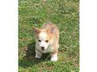 Pembroke Welsh Corgi Puppy for sale in Auburn, NE, USA