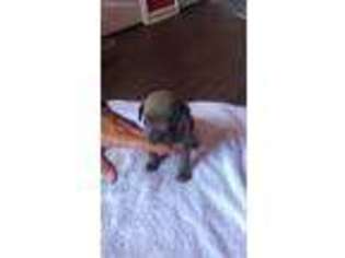 Cane Corso Puppy for sale in Cowpens, SC, USA