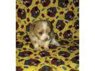 Maltese Puppy for sale in Lovely, KY, USA