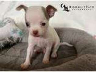 Chihuahua Puppy for sale in Avon Lake, OH, USA