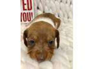 Dachshund Puppy for sale in Hensley, AR, USA