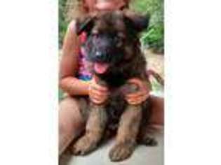 German Shepherd Dog Puppy for sale in Thayer, MO, USA