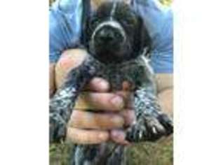 German Shorthaired Pointer Puppy for sale in Columbus, GA, USA