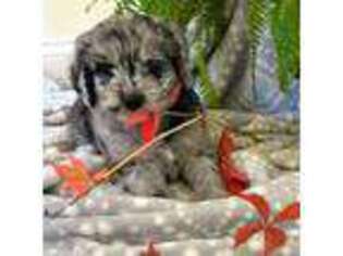 Cavapoo Puppy for sale in North Billerica, MA, USA