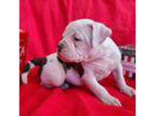American Bulldog Puppy for sale in Bailey, CO, USA